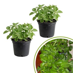 May include: Two small potted plants with vibrant green, textured leaves. The plants are in black plastic pots, set against a white background. A close-up of the plant's leaves is in the lower right corner. The plants appear healthy and well-cared for.