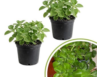 May include: Two small potted plants with vibrant green, textured leaves. The plants are in black plastic pots, set against a white background. A close-up of the plant's leaves is in the lower right corner. The plants appear healthy and well-cared for.