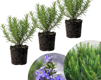 May include: Three potted rosemary plants with vibrant green foliage. The plants are in dark soil, ready for planting. Additional images show close-ups of the rosemary flowers and a larger rosemary bush.