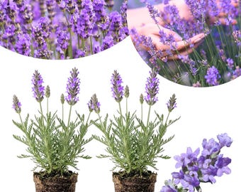 May include: Two potted lavender plants with vibrant purple flower spikes and silvery-green foliage, each set in a dark brown soil root ball. A separate cluster of purple lavender blossoms is shown alongside the two potted plants.