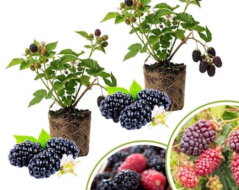 May include: Two blackberry plants with green leaves and ripe, dark purple berries. Several clusters of fresh blackberries are arranged in front of the plants, with a close-up of blackberries and raspberries in a basket. White background.