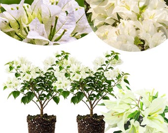 May include: Two white bougainvillea plants in dark brown soil pots, featuring clusters of delicate white bracts and green leaves. The image includes circular insets showing detailed views of the white flower clusters and green stems.