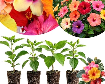 May include: Four young hibiscus plants with green leaves and exposed root balls in dark soil, accompanied by circular insets showing vibrant, multi-colored hibiscus flowers in shades of red, pink, orange, yellow, and purple, along with a floral arrangement.