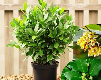 May include: A vibrant green bay laurel plant in a black pot. The plant has lush, oval-shaped leaves and is set against a wooden fence background. Additional images show yellow flowers and close-ups of the leaves.