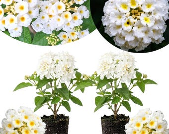 May include: Two lantana plants with white flower clusters featuring yellow centers, green leaves, and exposed root balls. The plants are accompanied by additional close-up views of the white and yellow flower heads arranged around the plants.