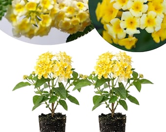 May include: Two lantana plants with clusters of small, bright yellow and white flowers. Each plant has green, serrated leaves and is rooted in a dark, cylindrical soil plug. The image includes circular insets showing close-up views of the blooms.
