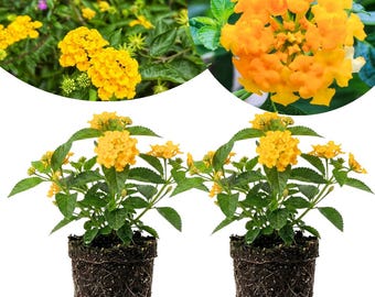 May include: Two potted lantana plants featuring clusters of vibrant yellow and orange flowers with green serrated leaves. Each plant is contained in a dark brown, cylindrical plastic nursery pot filled with dark soil and visible roots.