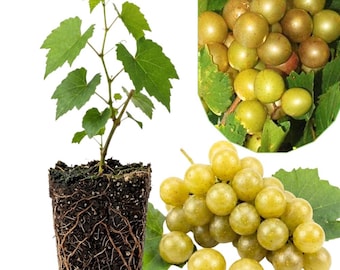 May include: A young grapevine seedling with green leaves and exposed roots in a square soil block, accompanied by a cluster of round, light green grapes on the vine and a separate bunch of harvested green grapes with green leaves.