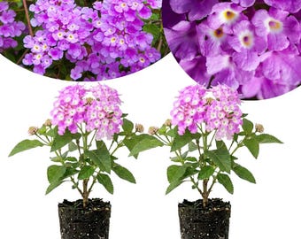 Pack 2 Trailing Lavender Lantana Live Plants, Purple Lantana Plant, 4-6 Inches Tall, Colorful Flowers