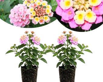 May include: Two potted lantana plants featuring clusters of small, vibrant flowers in shades of pink, yellow, and white. Each plant has dark green, textured leaves and is contained in a black plastic nursery pot filled with dark potting soil.