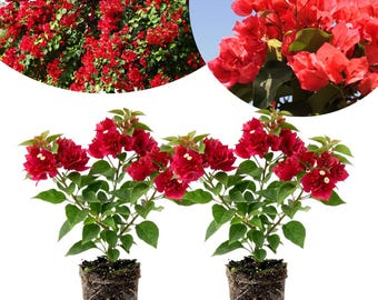 Pack 2 Bougainvillea Plant, Double Red Bougainvillea Live Plants, 4-6 Inches Tall, Colorful Flowering Plants
