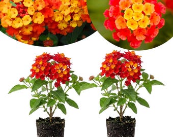 Pack 2 Dallas Lantana Live Plants, Red Lantana Plant, 4-6 Inches Tall