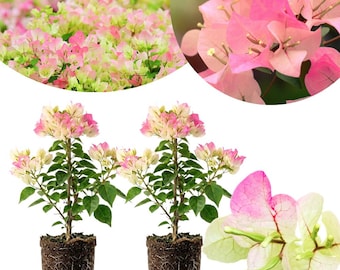 May include: Two bougainvillea plants in dark brown nursery pots, featuring clusters of delicate pink and pale yellow bracts with green leaves. The plants have visible root systems at the base, and the image includes close-up circular insets.