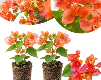 May include: Two bougainvillea plants with vibrant orange bracts and green leaves, each potted in a dark, soil-filled container with visible root structures. The image also includes close-up circular insets of the orange flowers and foliage.