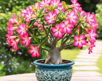 May include: A potted desert rose plant with vibrant pink flowers and green leaves. The plant is in a teal ceramic pot with a floral design. The background is a blurred green garden setting.