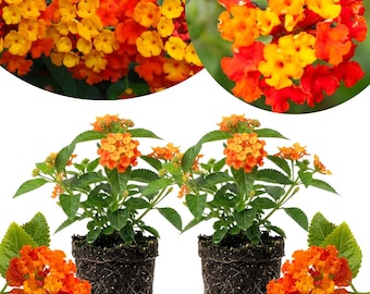 Pack 2 Tangerine Lantana Live Plants, Orange Lantana Plant, 4-6 Inches Tall, Colorful Flowering Plants