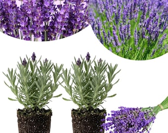 May include: Two potted lavender plants with green foliage and dark purple flower spikes, accompanied by a separate bundle of harvested lavender stems and a circular inset showing a field of blooming purple lavender flowers against a light background.
