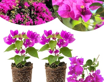 May include: Two potted bougainvillea plants with vibrant magenta bracts and green leaves, featuring exposed root balls in dark soil. A separate cluster of magenta bougainvillea flowers and a larger view of a blooming bush are also displayed.