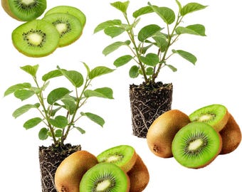 Set of 2 Kiwi Prolific Live Plants, 4-6 Inches Tall, Hardy Kiwi Fruit Vines for Outdoor Garden, Trellis