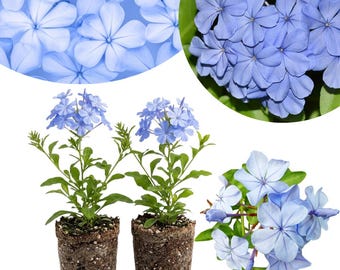 May include: Two potted plumbago plants with clusters of light blue, five-petaled flowers and green leaves, shown alongside a circular close-up of the blossoms and a top-down view of a single flower cluster, all set against a plain white background.