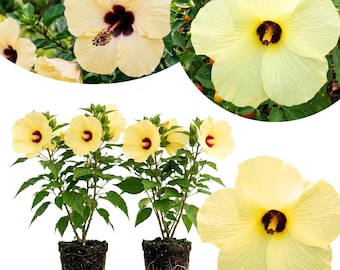 May include: Two hibiscus plants with pale yellow petals and dark maroon centers, each potted in a small container with visible soil and roots. The image also features close-up views of the individual flowers with their prominent central stamens.