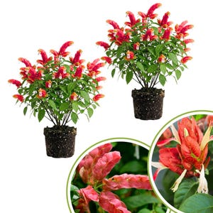May include: Two potted plants with vibrant red and orange flowers and green foliage. The flowers have a unique, elongated shape. The plants are in dark soil, and the image includes close-up details of the blooms.