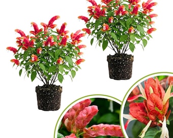 Set 2 Red Shrimp Plants Live, Live Shrimp Plant, 4 to 6 Inches Tall, Vibrant Red Flowers