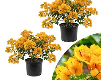 May include: Two potted bougainvillea plants with vibrant yellow flowers and green foliage. The plants are in black plastic pots, set against a white background. A close-up of the flowers is also shown.