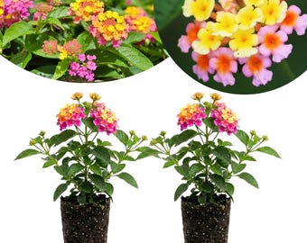 May include: Two lantana plants with vibrant clusters of small flowers in shades of yellow, orange, and pink. Each plant features green serrated leaves and is rooted in a cylindrical block of dark, moist potting soil, ready for garden planting.