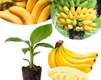 May include: A collection of bananas including a cluster of ripe yellow bananas, a bunch of green and yellow bananas on a plant, a small banana plant with exposed roots, and a peeled banana sliced into several round pieces on a white background.