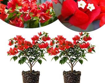 May include: Two potted bougainvillea plants featuring vibrant red bracts and small white flowers. Each plant has green leaves and is contained in a dark brown soil-filled nursery pot, showing exposed roots at the base of the stems.