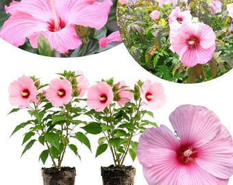 May include: Two potted hibiscus plants with light pink petals and dark red centers, featuring green leaves and visible root systems in dark soil. The image includes close-up views of individual pink hibiscus flowers and a garden cluster.