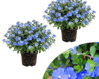 May include: Two potted plants with vibrant blue flowers and green foliage. The flowers are small and clustered, creating a full, rounded appearance. The plants are in dark brown pots, set against a white background. A close-up shows the flowers and leaves.