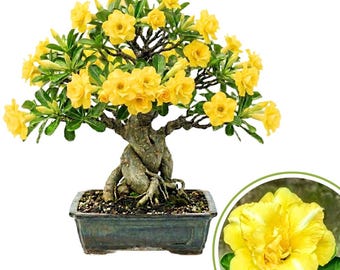May include: A bonsai tree with vibrant yellow flowers and green leaves. The tree has a twisted trunk and is planted in a rectangular dark gray pot. A close-up of a yellow flower with white stripes is in the lower right corner.
