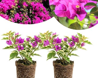 May include: Two bougainvillea plants with vibrant magenta bracts and variegated green and cream leaves. Each plant is contained in a cylindrical soil plug showing exposed roots, with a circular inset showing a close-up of the bright pink flowers.