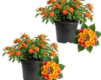 May include: Two potted lantana plants with vibrant orange and yellow flowers and green foliage. The plants are in black plastic pots. A close-up of a flower cluster is also shown.