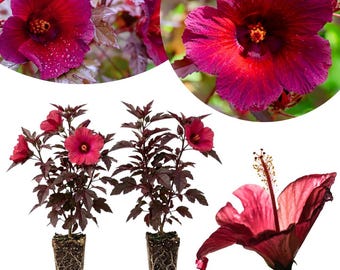 May include: Two hibiscus plants with dark purple foliage and vibrant magenta flowers, each in a square plastic pot with visible roots. A separate close-up view shows the deep red-purple petals and a prominent yellow stamen on a single bloom.