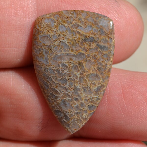 Dinosaurus bot gitaar te halen Doublet w Abalone - prehistorische plectrum D-15-124