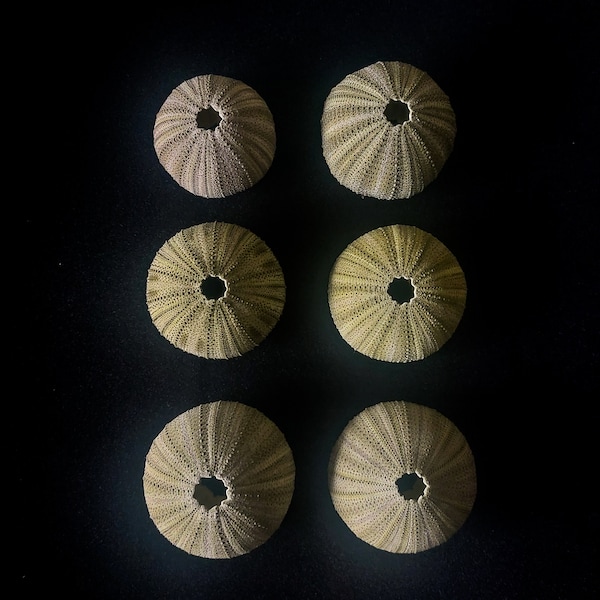 Set of 6 medium sea urchin shells