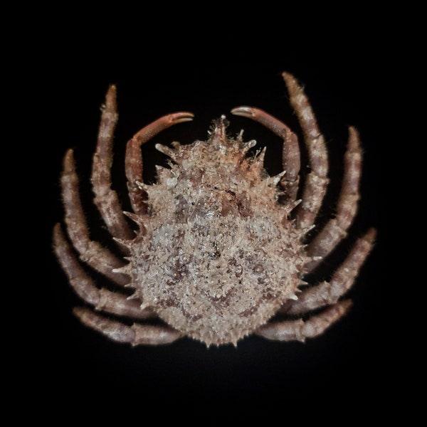 Taxidermie de crabe, spécimen de crabe conservé