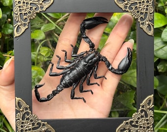 Real Framed Scorpion Specimen Real Dried Insect Entomology Insect Bee Taxidermy Taxadermy Oddities Home Decor
