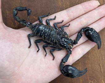 Real Scorpion Mounted Dried Beetle Dead Insect Bug Entomology Taxidermy Oddity Scorpio Gifts Curiosity Decor