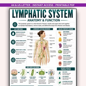 May include: An educational poster titled LYMPHATIC SYSTEM ANATOMY & FUNCTION. It features a central human figure with highlighted lymphatic vessels, surrounded by sections detailing key functions, major organs, and the process of lymph flow.