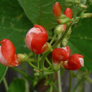 Runner Bean, Painted Lady // Heirloom Seeds