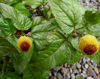 Spilanthes Seeds//Toothache Plant/ Eyeball plant