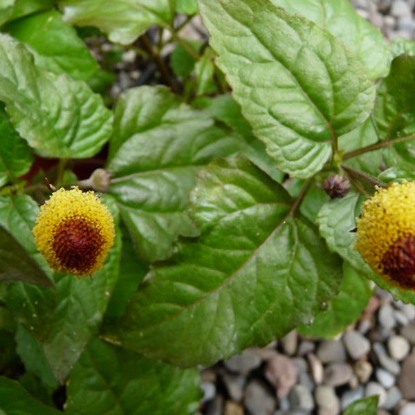 Spilanthes Seeds//Toothache Plant/ Eyeball plant