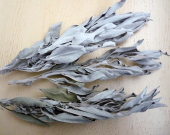 White Sage//Holy Sage//Dried//Whole Leaves and Stems