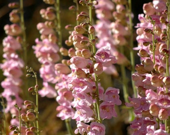 Penstemon palmeri/Palmer's Beardtongue