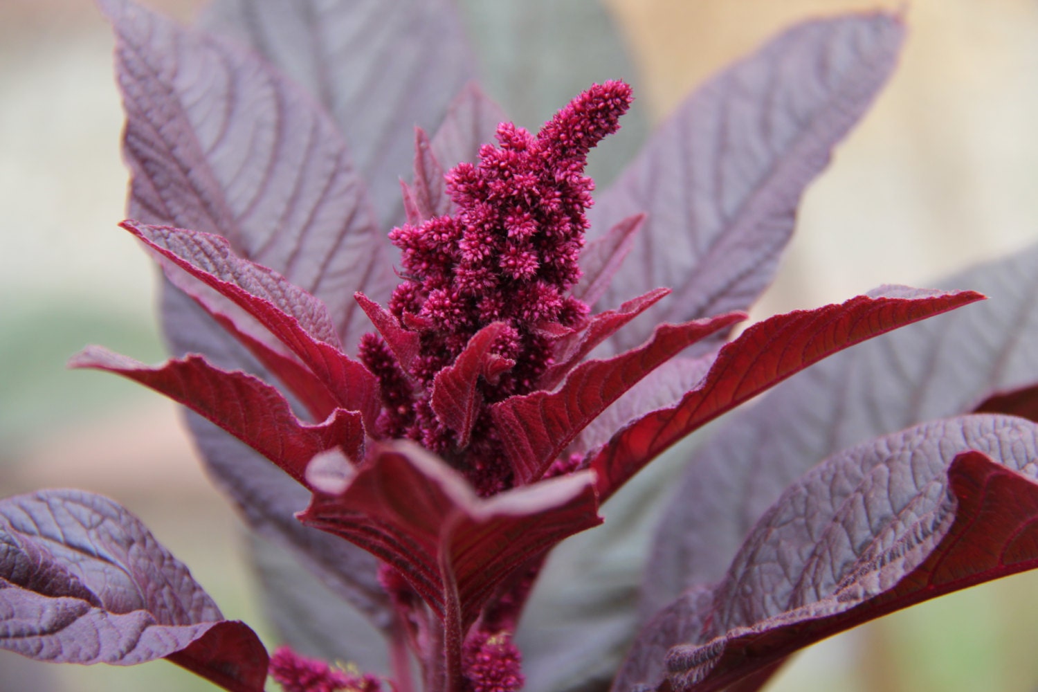 Hopi Red Dye Amaranth//amaranthus Cruentus Seeds - Etsy