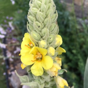 Mullein//Verbascum thapsus seeds image 1